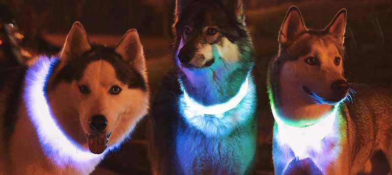 Ошейники для собак светящийся